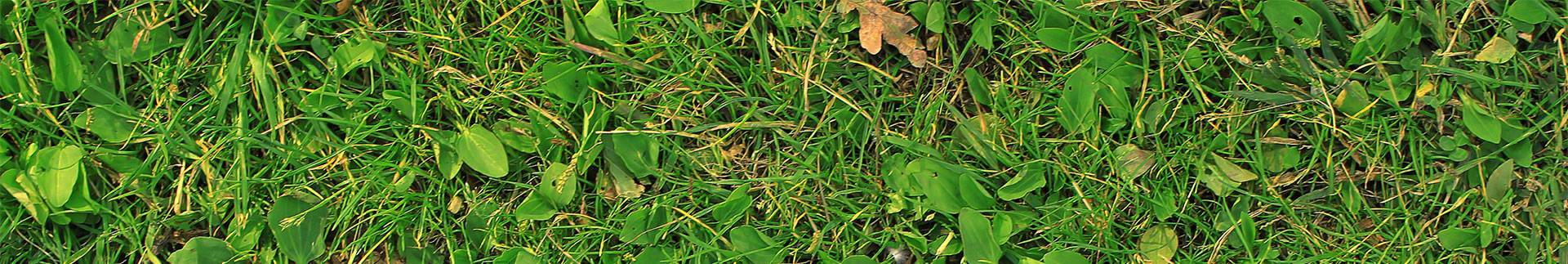 drainage-william-water-drainage